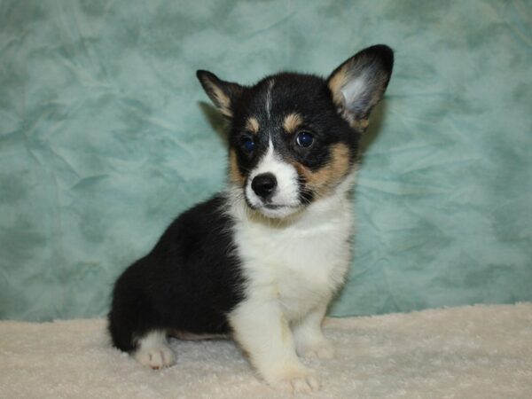 Pembroke Welsh Corgi DOG Female Blk & tan 20330 Petland Dalton, Georgia