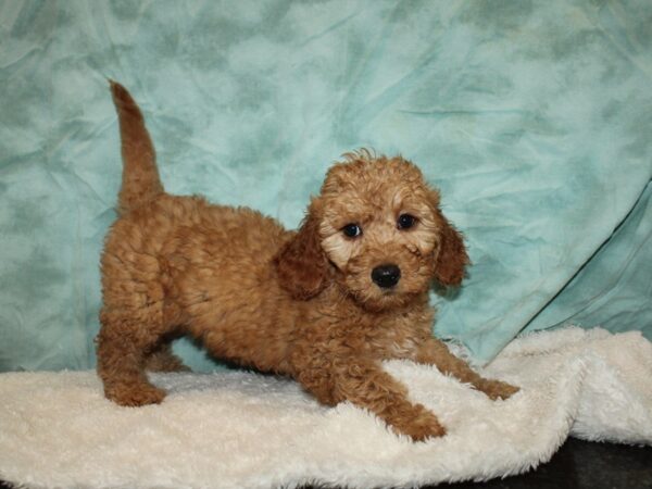 2nd Generation Mini Goldendoodle-DOG-Female-Red-20324-Petland Dalton, Georgia