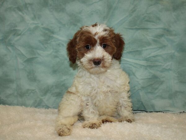 2nd Generation Mini Goldendoodle DOG Female Red Parti 20323 Petland Dalton, Georgia