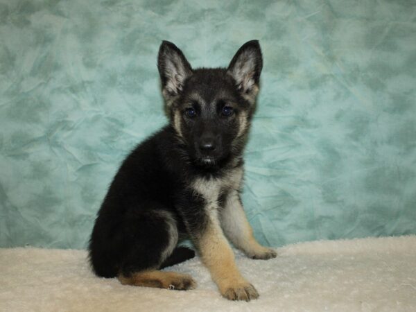 German Shepherd DOG Female Blk / Tan 20322 Petland Dalton, Georgia