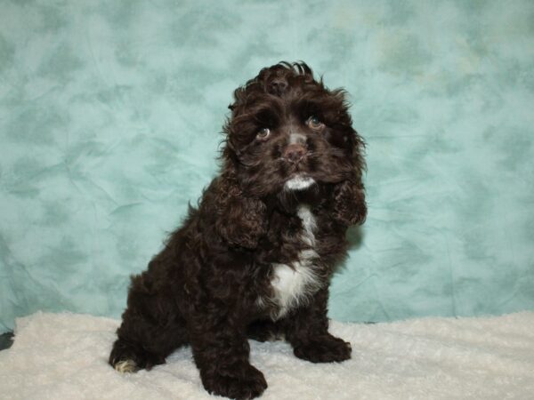 Cocker Spaniel DOG Male Chocolate / White 20335 Petland Dalton, Georgia