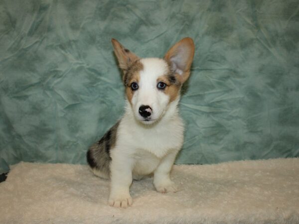 Pembroke Welsh Corgi DOG Male Blue Merle 20334 Petland Dalton, Georgia