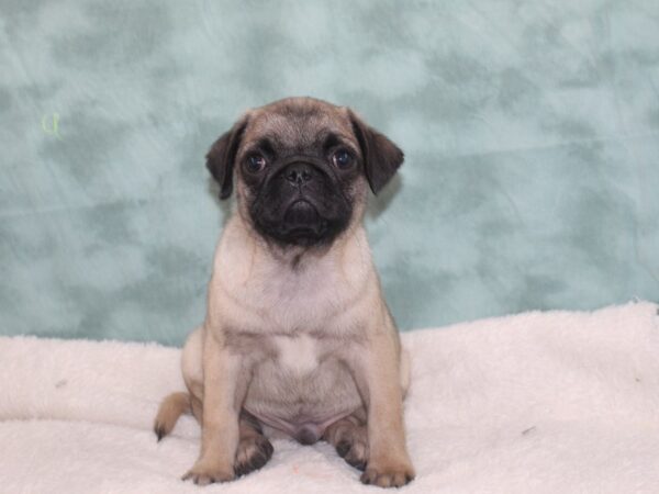 Pug DOG Male Fawn 9386 Petland Dalton, Georgia