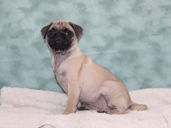 Pug DOG Female Fawn 9387 Petland Dalton, Georgia