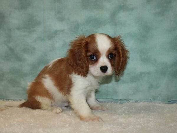 Cavalier King Charles Spaniel DOG Male Blenheim 9431 Petland Dalton, Georgia