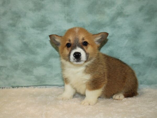 Pembroke Welsh Corgi DOG Male Red / White 20331 Petland Dalton, Georgia