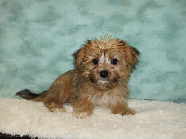 Morkie DOG Female Black / Tan 20320 Petland Dalton, Georgia