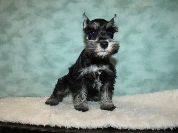 Miniature Schnauzer DOG Female Salt / Pepper 20312 Petland Dalton, Georgia