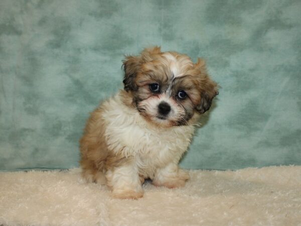 Teddy Bear DOG Male Brown / White 20318 Petland Dalton, Georgia