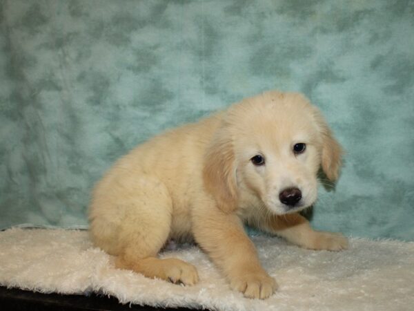 Golden Retriever DOG Male Gold 20332 Petland Dalton, Georgia