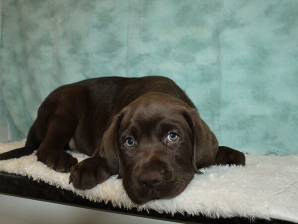 Labrador Retriever-DOG-Male-Chocolate-20333-Petland Dalton, Georgia