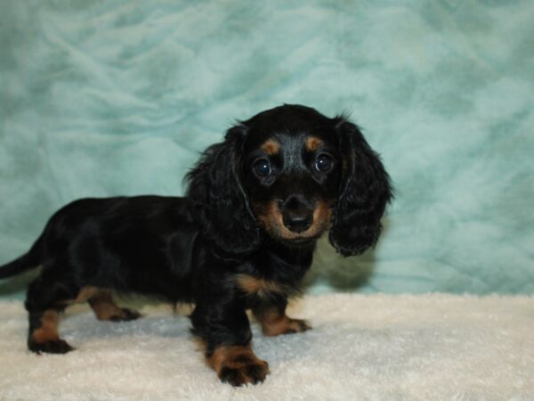 Dachshund DOG Female blk and tan 20352 Petland Dalton, Georgia