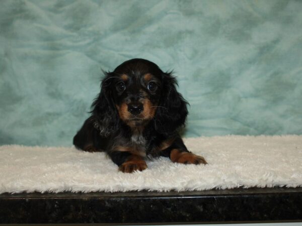 Dachshund DOG Male piebald 9437 Petland Dalton, Georgia