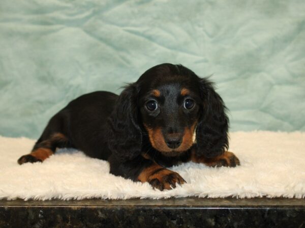 Dachshund DOG Female blk and tan 9436 Petland Dalton, Georgia