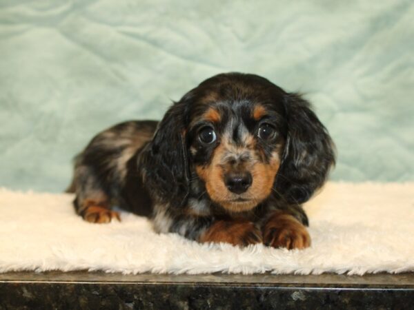 Dachshund DOG Female piebald 20350 Petland Dalton, Georgia