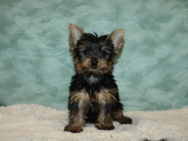 Yorkshire Terrier DOG Male blk and tan 20347 Petland Dalton, Georgia