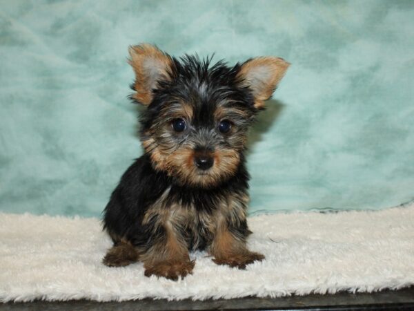 Yorkshire Terrier DOG Female blk and tan 20348 Petland Dalton, Georgia