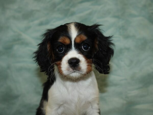 Cavalier King Charles Spaniel DOG Female Tri 20345 Petland Dalton, Georgia