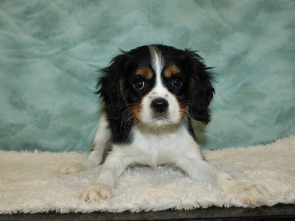 Cavalier King Charles Spaniel DOG Male Tri 20346 Petland Dalton, Georgia