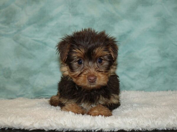 Yorkshire Terrier DOG Female Black / Tan 9438 Petland Dalton, Georgia