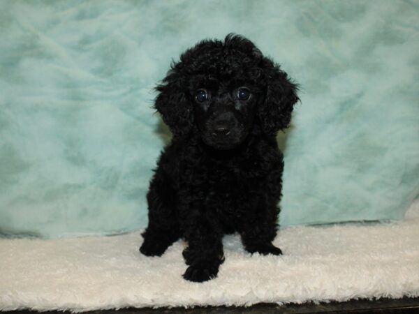 Poodle Mini-DOG-Female-Black-20341-Petland Dalton, Georgia