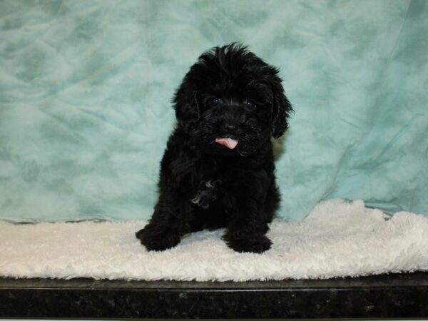 Yorkiepoo-DOG-Female-Black / Tan-20344-Petland Dalton, Georgia