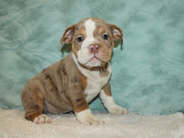 Beabull DOG Male Chocolate Merle 20342 Petland Dalton, Georgia