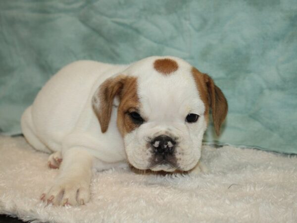 English Bulldog DOG Male White / Brown 9439 Petland Dalton, Georgia