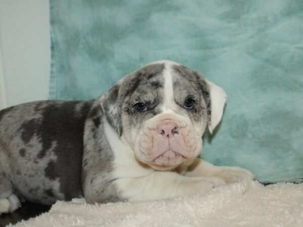 Olde English Bulldog-DOG-Female-Blue Merle-20343-Petland Dalton, Georgia