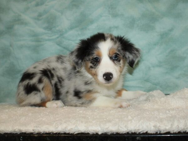 Miniature Australian Shepherd-DOG-Female-Blue Merle-20340-Petland Dalton, Georgia