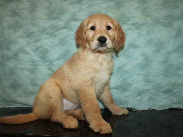 Golden Retriever DOG Female Golden 20354 Petland Dalton, Georgia