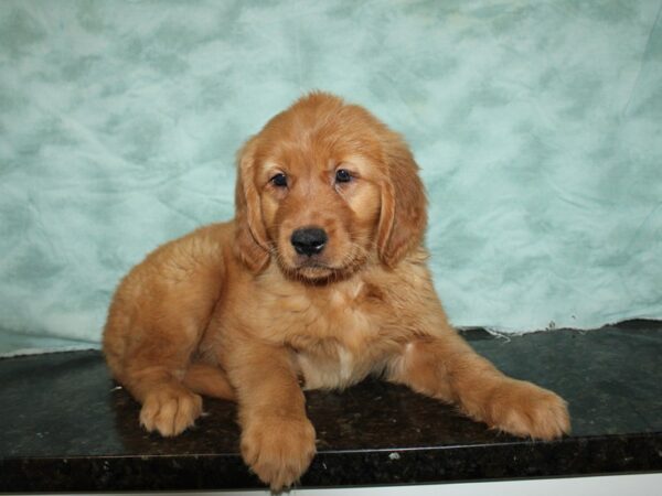 Golden Retriever DOG Male Dark golden 20353 Petland Dalton, Georgia