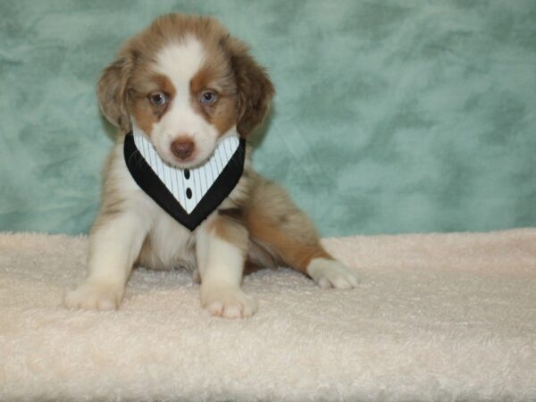 Miniature American Shepherd DOG Male Red Merle 9442 Petland Dalton, Georgia