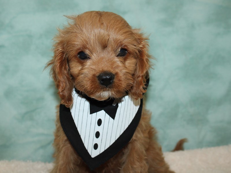 Cavapoo Puppy Red ID:20367 Located at Petland Dalton, Georgia