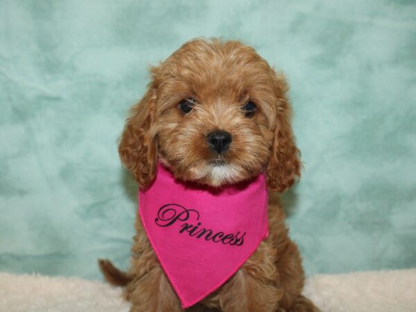 Cavapoo DOG Female Red 20366 Petland Dalton, Georgia