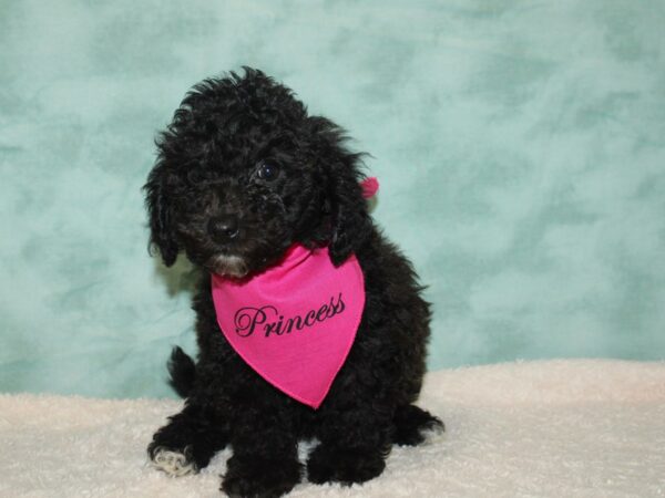 Bichapoo DOG Female Black 20364 Petland Dalton, Georgia