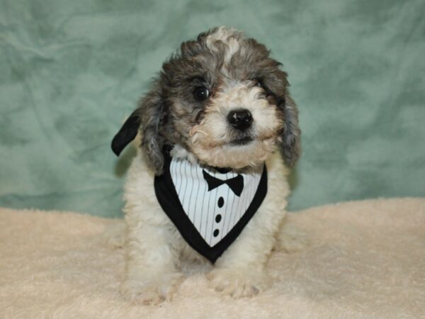 Bichapoo-DOG-Male-Blue Merle Parti-20365-Petland Dalton, Georgia