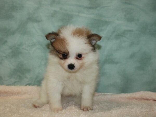 Pomeranian DOG Male Tri-Colored 20356 Petland Dalton, Georgia