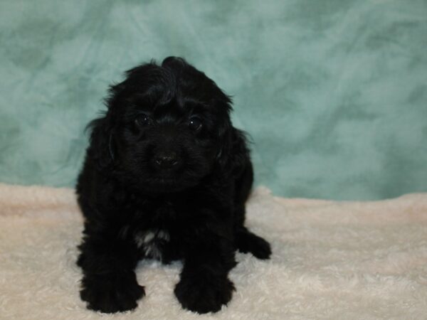 Yorkiepoo DOG Male Black 20361 Petland Dalton, Georgia