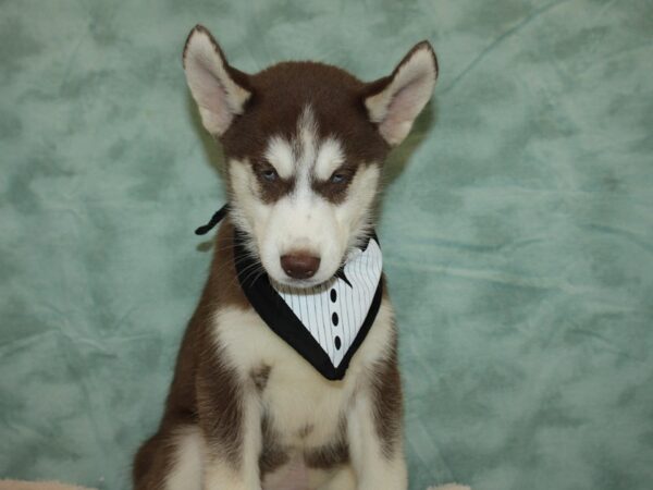 Siberian Husky-DOG-Male-Red / White-20359-Petland Dalton, Georgia