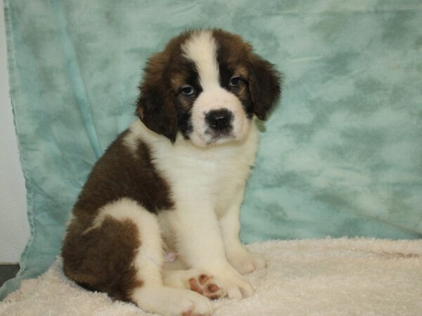 Saint Bernard DOG Male Sable / White 20370 Petland Dalton, Georgia