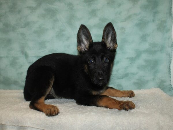 German Shepherd Dog DOG Female Black / Tan 20373 Petland Dalton, Georgia