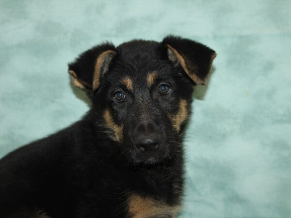 German Shepherd Dog DOG Male Black / Tan 9445 Petland Dalton, Georgia