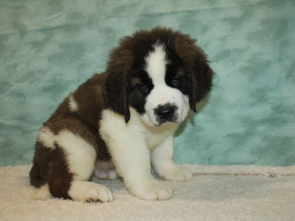 Saint Bernard-DOG-Male-Sable / White-9446-Petland Dalton, Georgia