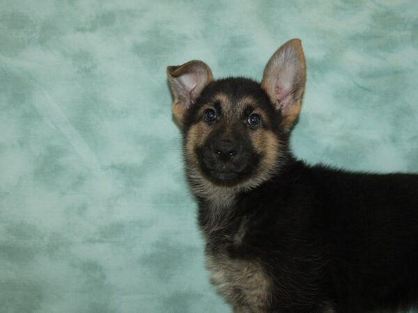 German Shepherd-DOG-Female-Blk & Tan-20376-Petland Dalton, Georgia