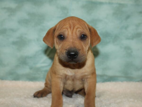 Miniature Walrus DOG Male Fawn 20377 Petland Dalton, Georgia