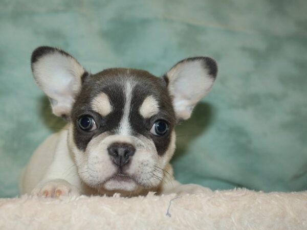 French Bulldog DOG Female Lilac 20374 Petland Dalton, Georgia