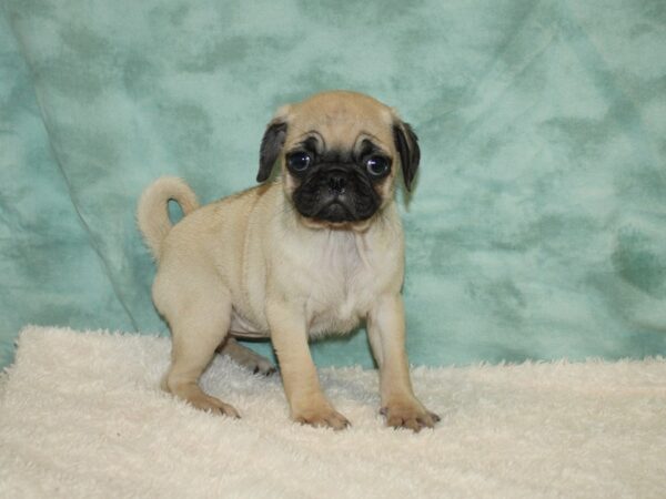 Pug DOG Female Fawn 20369 Petland Dalton, Georgia