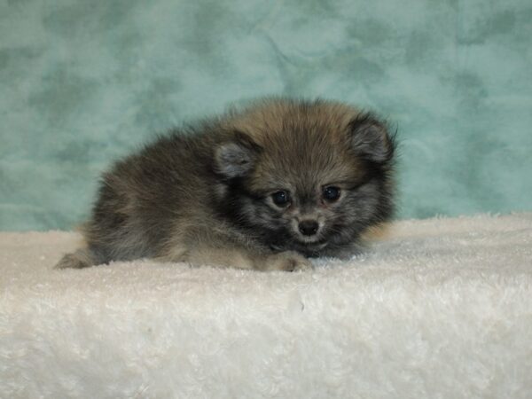 Pomeranian DOG Male Wolf Sable 20379 Petland Dalton, Georgia