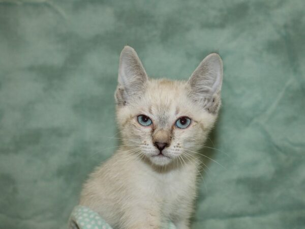 Siamese-Cat-Male--9500-Petland Dalton, Georgia